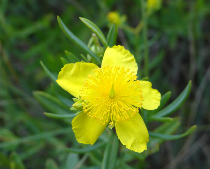 Kalm's St Johns Wort 20 Seeds Hypericum kalmianum