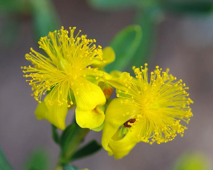 Kalm's St Johns Wort 20 Seeds Hypericum kalmianum
