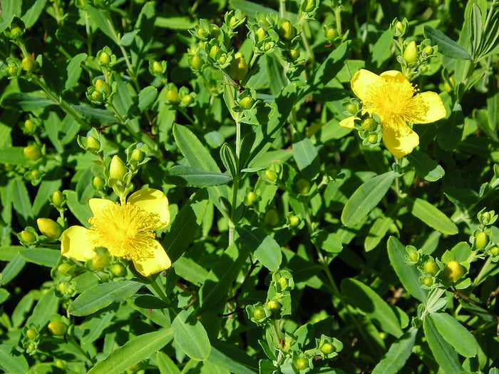 Kalm's St Johns Wort 20 Seeds Hypericum kalmianum