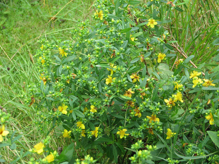 Kalm's St Johns Wort 20 Seeds Hypericum kalmianum