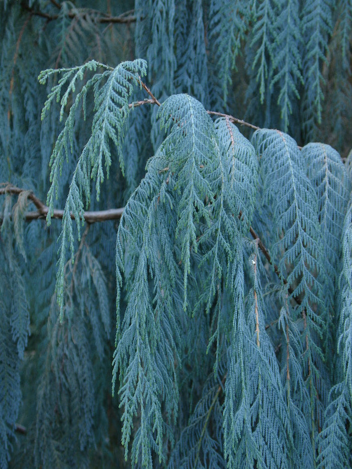 Kashmir Cypress   100 Seeds   Cupressus cashmeriana