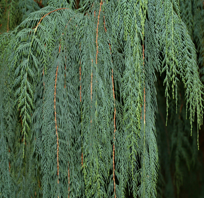 Kashmir Cypress   100 Seeds   Cupressus cashmeriana