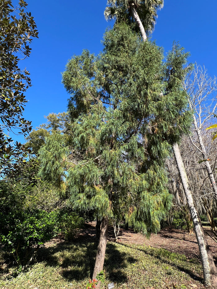 Kashmir Cypress   100 Seeds   Cupressus cashmeriana