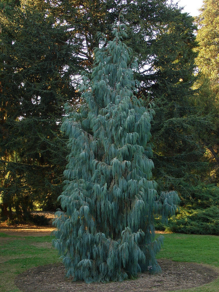 Kashmir Cypress   100 Seeds   Cupressus cashmeriana