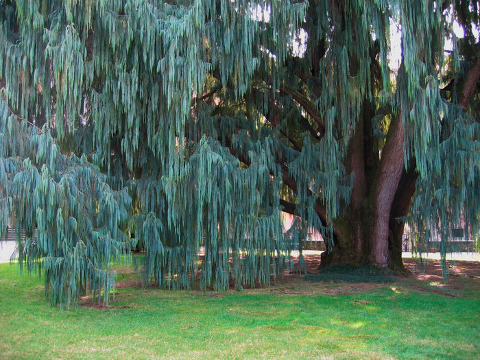 Kashmir Cypress   100 Seeds   Cupressus cashmeriana