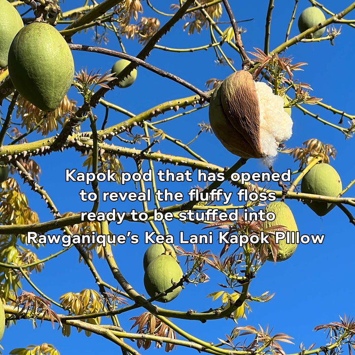 organic kapok pillow