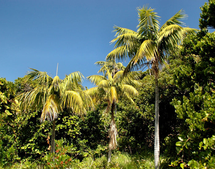 Kentia Palm   5 Seeds   Howea forsteriana