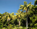 Kentia Palm   5 Seeds   Howea forsteriana