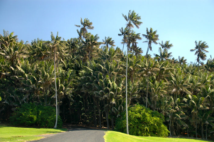 Kentia Palm   5 Seeds   Howea forsteriana