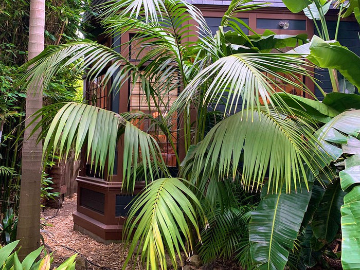 Kentia Palm   5 Seeds   Howea forsteriana