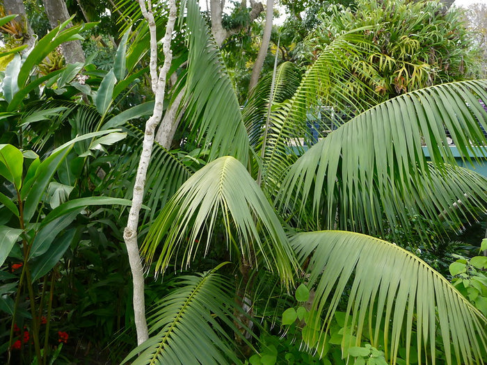 Kentia Palm   5 Seeds   Howea forsteriana