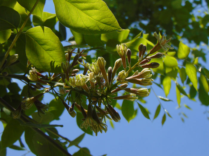 Kentucky Coffee Tree  5 Seeds  Gymnocladus dioicus