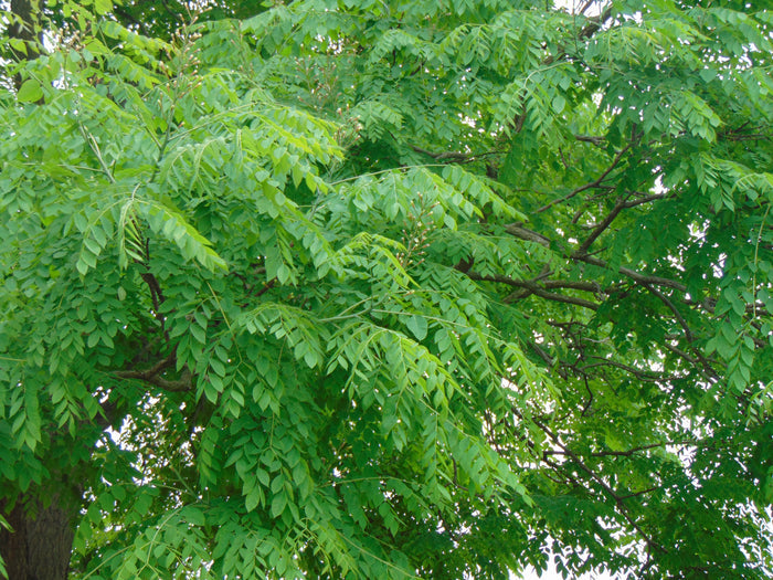 Kentucky Coffee Tree  5 Seeds  Gymnocladus dioicus