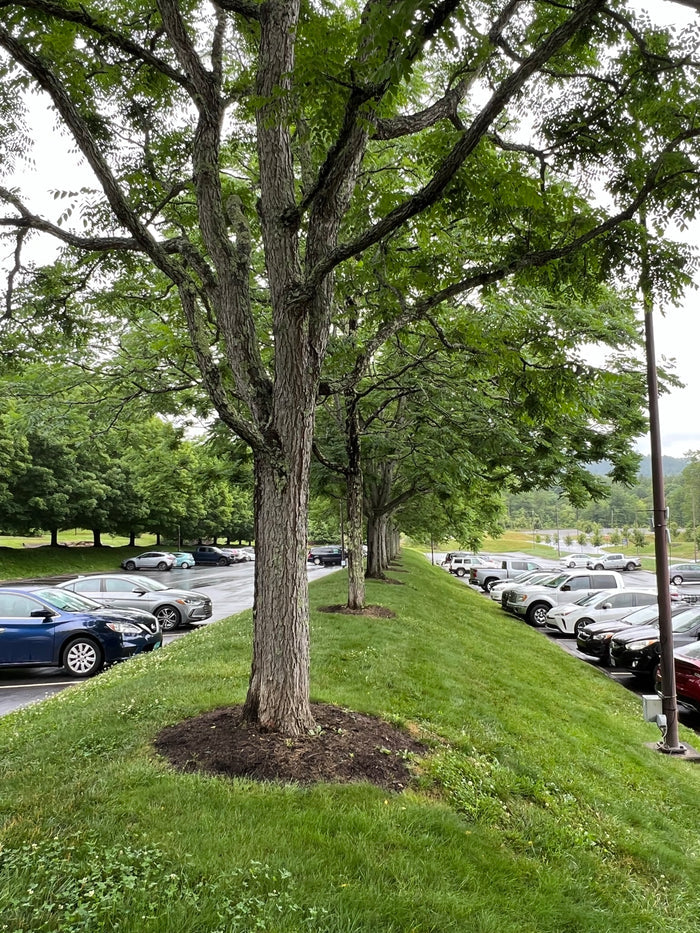 Kentucky Coffee Tree  5 Seeds  Gymnocladus dioicus
