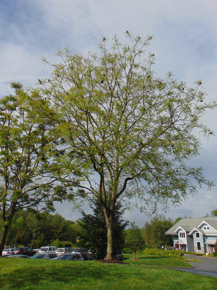 Kentucky Coffee Tree  5 Seeds  Gymnocladus dioicus