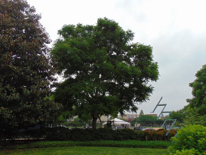 Kentucky Coffee Tree  5 Seeds  Gymnocladus dioicus
