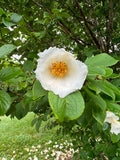Korean Stewartia Stewartia koreana 10 Seeds