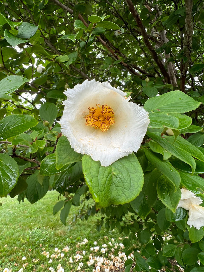 Korean Stewartia Stewartia koreana 10 Seeds