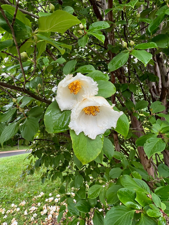 Korean Stewartia Stewartia koreana 10 Seeds