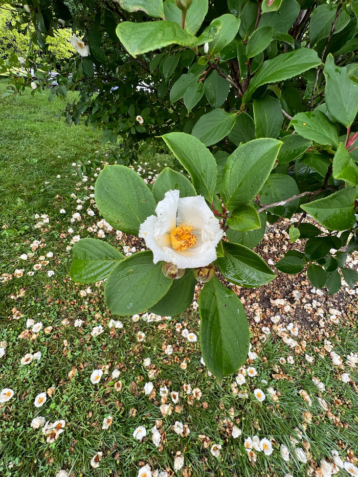 Korean Stewartia Stewartia koreana 10 Seeds