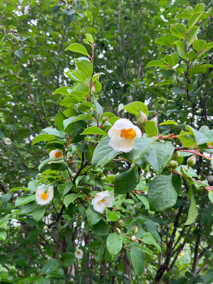 Korean Stewartia Stewartia koreana 10 Seeds