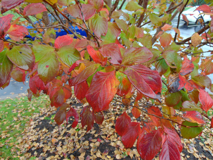 Korean Stewartia Stewartia koreana 10 Seeds