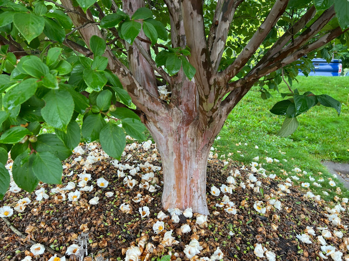 Korean Stewartia Stewartia koreana 10 Seeds