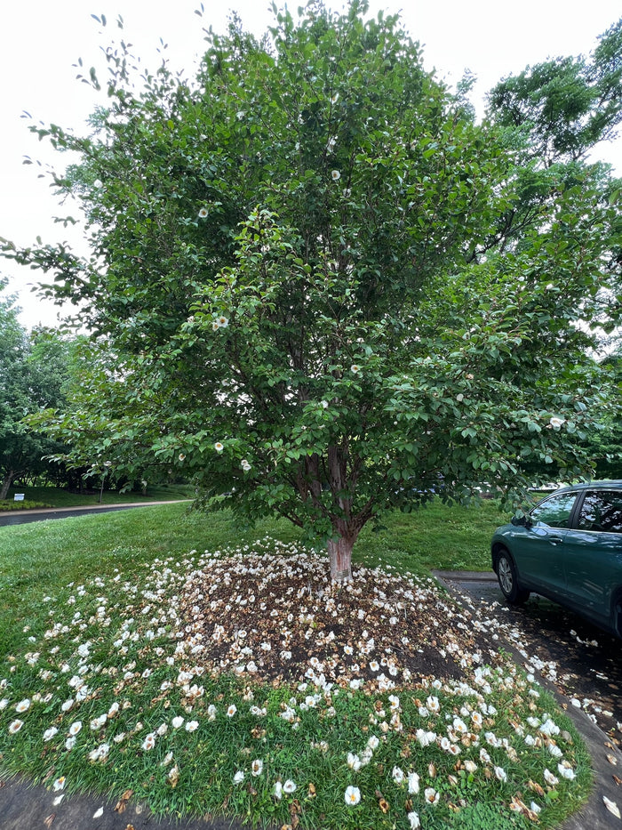 Korean Stewartia Stewartia koreana 10 Seeds