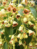 Kurrajong Bottle Tree  10 Seeds  Brachychiton populneus