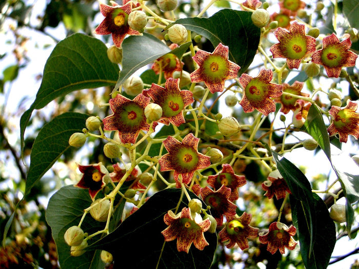 Kurrajong Bottle Tree  10 Seeds  Brachychiton populneus