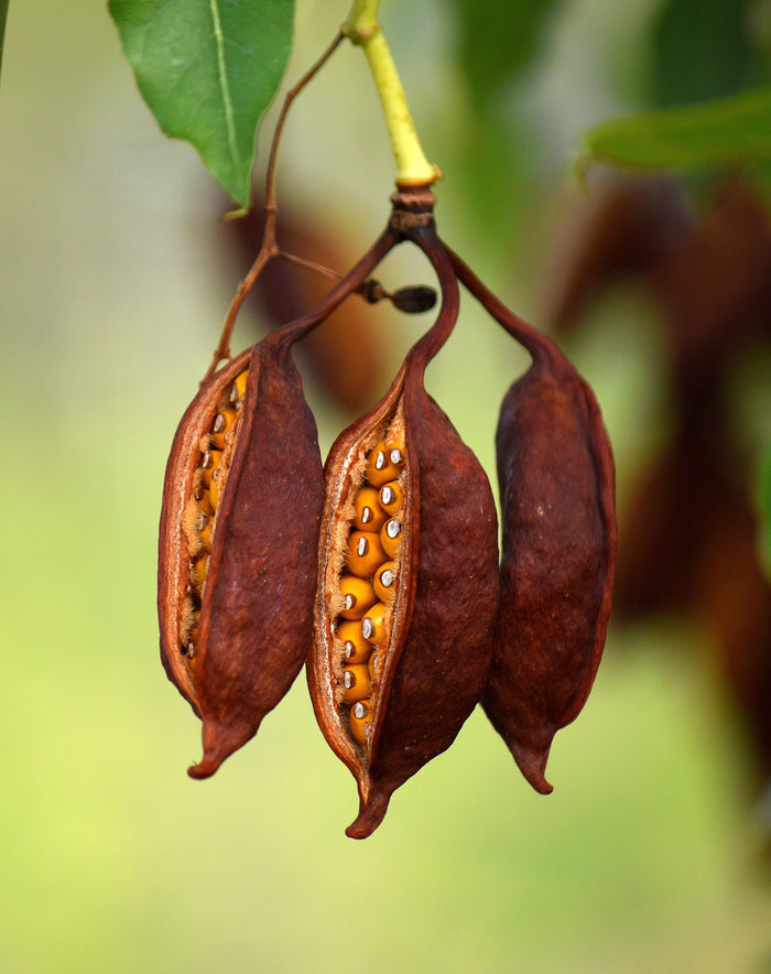 Kurrajong Bottle Tree  10 Seeds  Brachychiton populneus