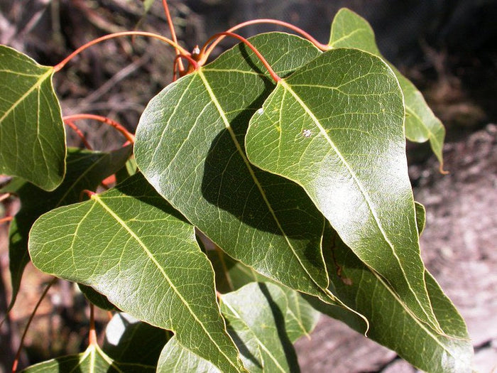 Kurrajong Bottle Tree  10 Seeds  Brachychiton populneus
