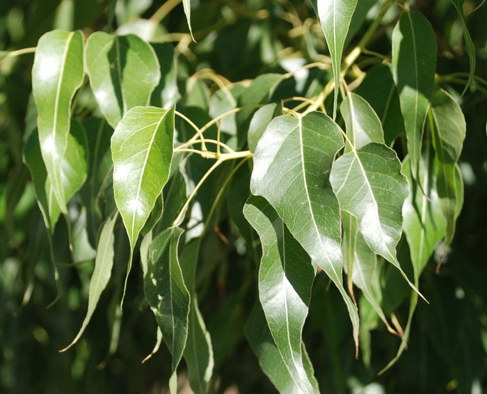 Kurrajong Bottle Tree  10 Seeds  Brachychiton populneus
