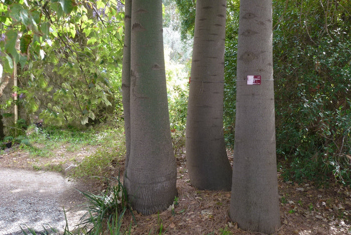 Kurrajong Bottle Tree  10 Seeds  Brachychiton populneus