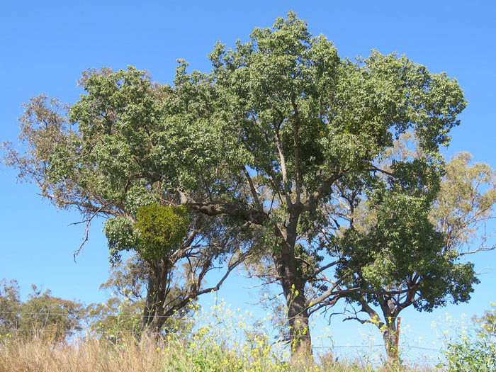 Kurrajong Bottle Tree  10 Seeds  Brachychiton populneus