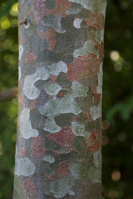 Lace Bark Pine Pinus bungeana 20 Seeds