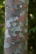 Lace Bark Pine Pinus bungeana 20 Seeds