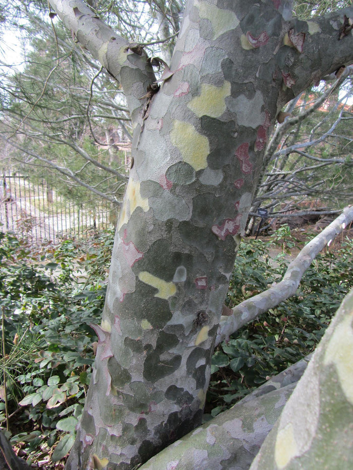 Lace Bark Pine Pinus bungeana 20 Seeds