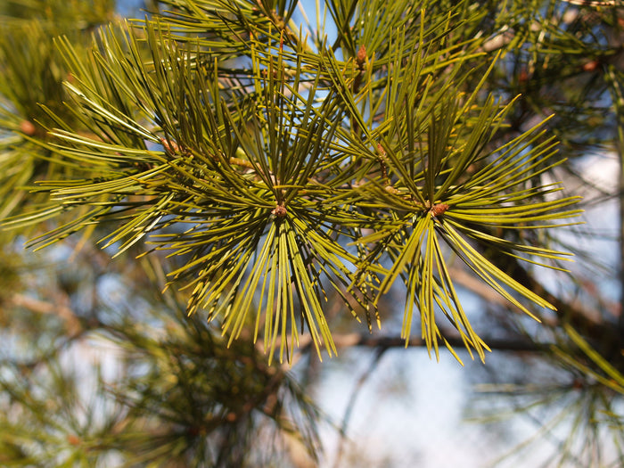 Lace Bark Pine Pinus bungeana 20 Seeds