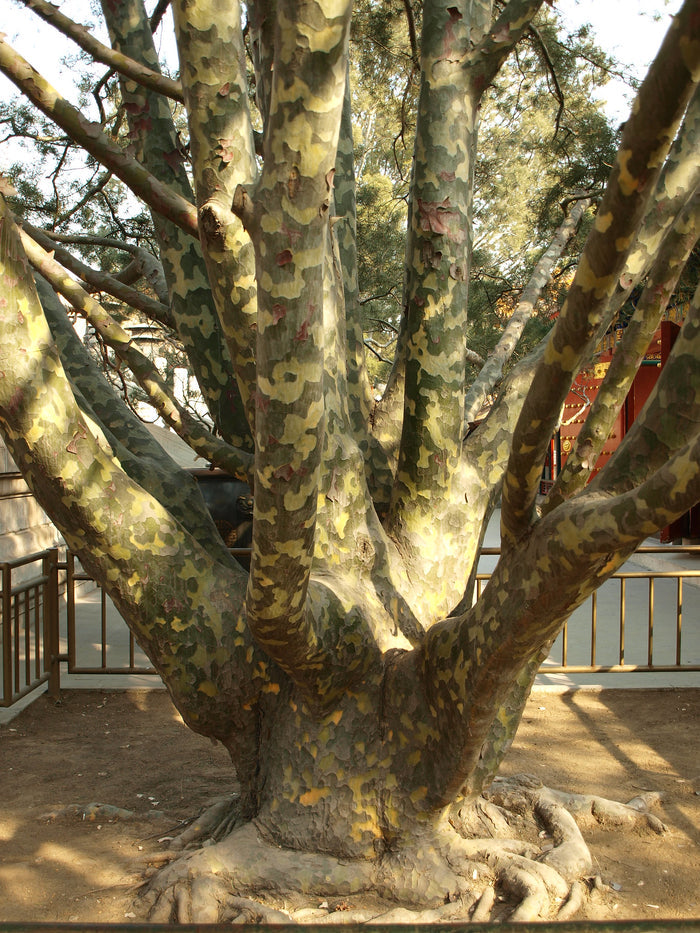 Lace Bark Pine Pinus bungeana 20 Seeds