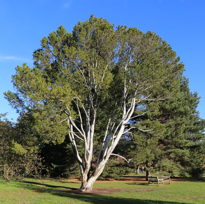 Lace Bark Pine Pinus bungeana 20 Seeds