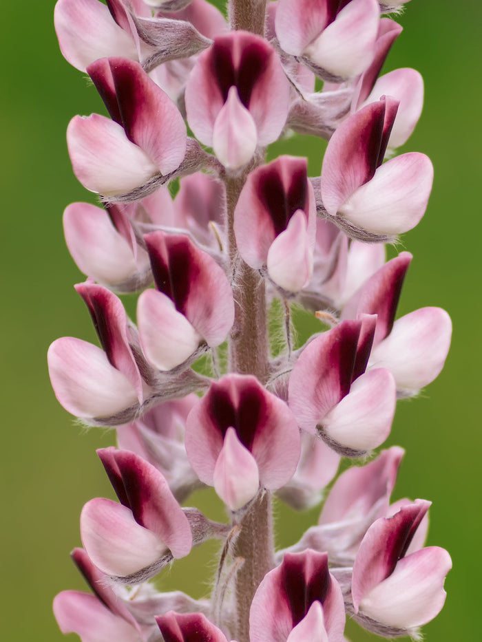 Lady Lupine   10 Seeds   Lupinus villosus