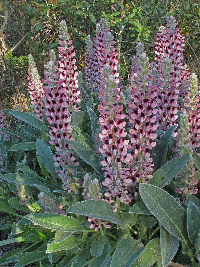 Lady Lupine   10 Seeds   Lupinus villosus