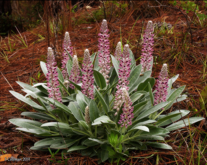 Lady Lupine   10 Seeds   Lupinus villosus