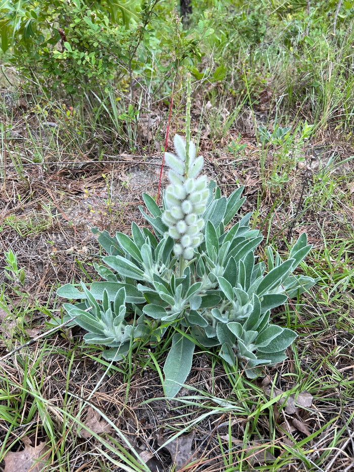 Lady Lupine   10 Seeds   Lupinus villosus