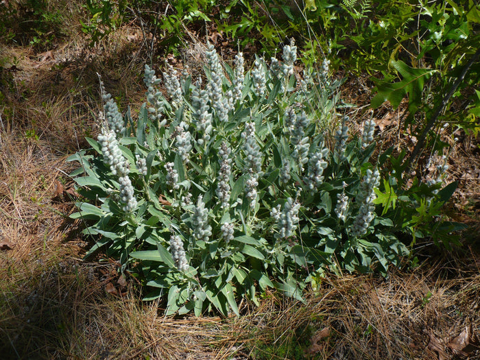 Lady Lupine   10 Seeds   Lupinus villosus