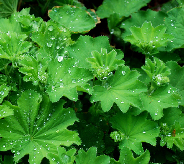 Lady's Mantle Alchemilla vulgaris 100 Seeds