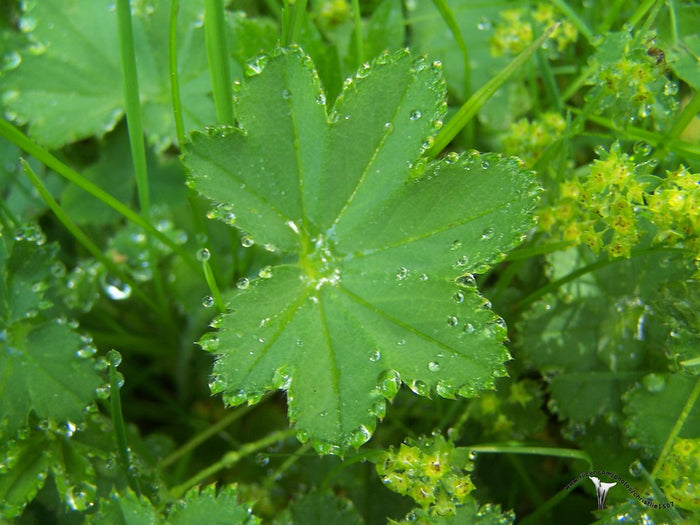 Lady's Mantle Alchemilla vulgaris 100 Seeds
