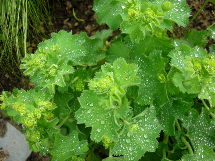 Lady's Mantle Alchemilla vulgaris 100 Seeds