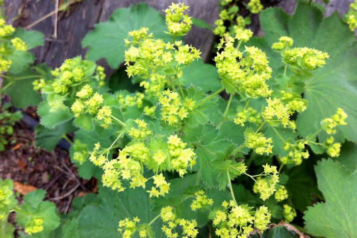 Lady's Mantle Alchemilla vulgaris 100 Seeds